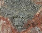 Silurian Fossil Crinoid (Scyphocrinites) Plate - Morocco #134254-1